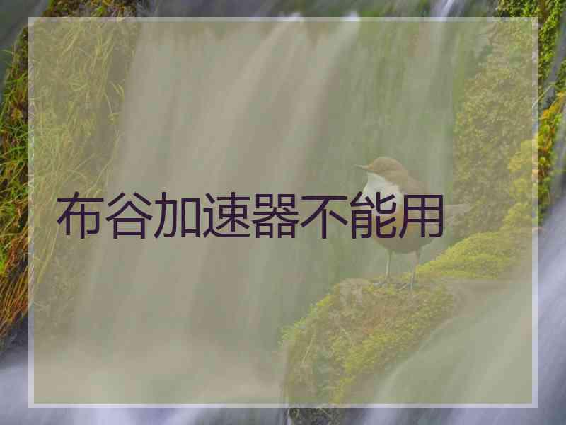 布谷加速器不能用