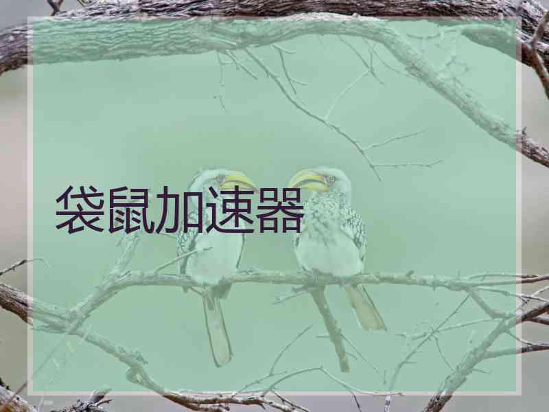 袋鼠加速器