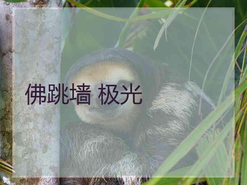 佛跳墙 极光