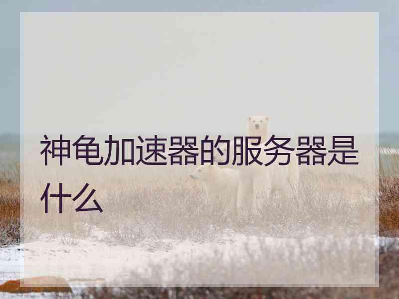 神龟加速器的服务器是什么
